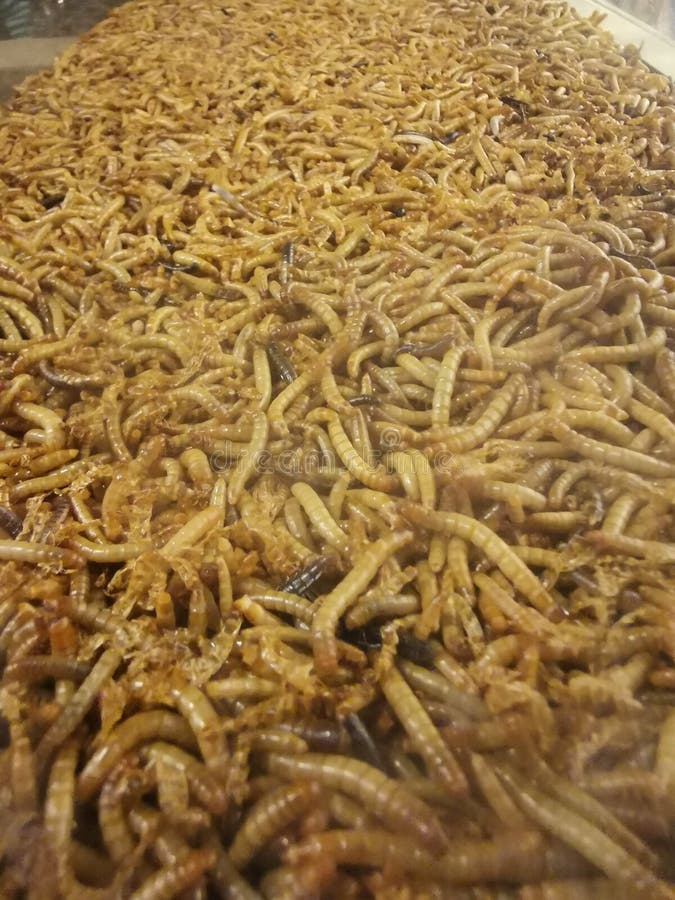 Il Piccolo Verme Giallo a Terra Immagine Stock Immagine di verme