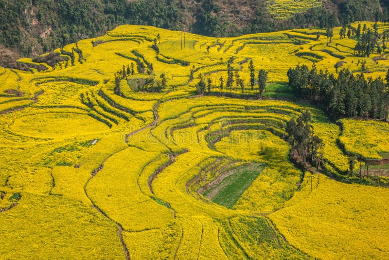 Il piede del campo di distretto di Niujie della contea del Yunnan Luoping avvita il fiore a terrazze del canola fotografie stock libere da diritti Il piede del campo di distretto di Niujie della contea del Yunnan Luoping avvita il fiore a terrazze del canola fotografie stock libere da diritti