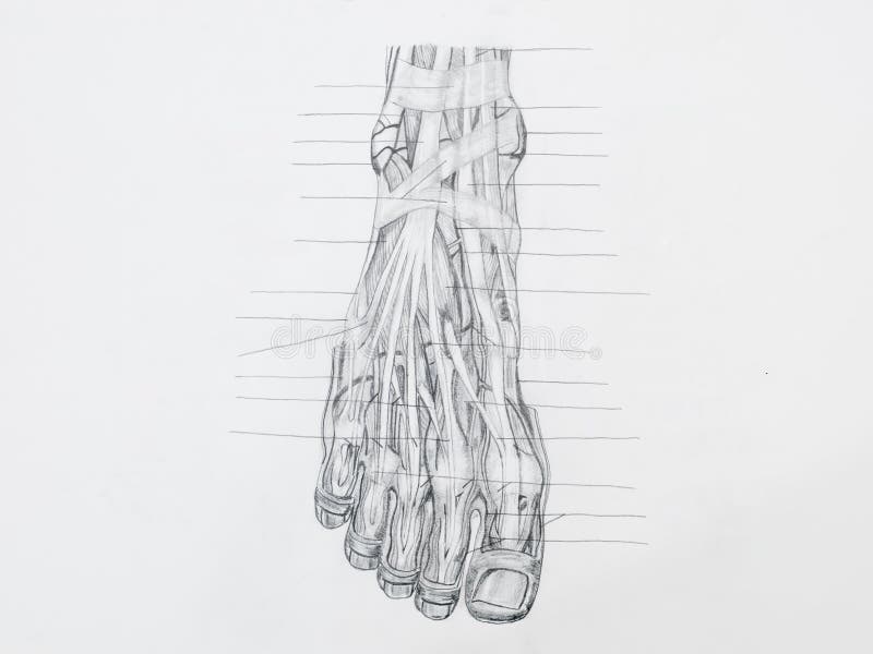 Il piede muscles il disegno a matita dei tendini fotografie stock Il piede muscles il disegno a matita dei tendini fotografie stock