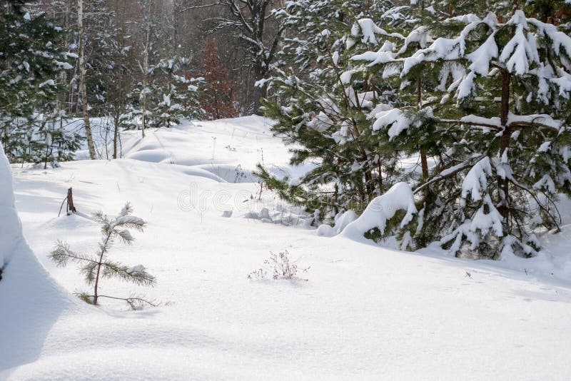 Il pino di Brown si ramifica con gli aghi verdi nella neve Alberi nell'inverno nel cielo aperto fotografie stock Il pino di Brown si ramifica con gli aghi verdi nella neve Alberi nell'inverno nel cielo aperto fotografie stock