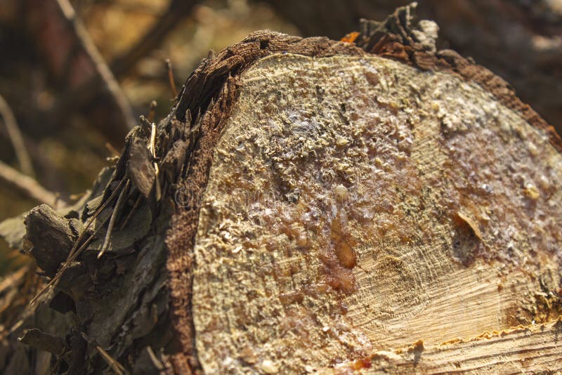 Il pino ha tagliato di recente l'albero nella foresta con resina immagine stock Il pino ha tagliato di recente l'albero nella foresta con resina immagine stock