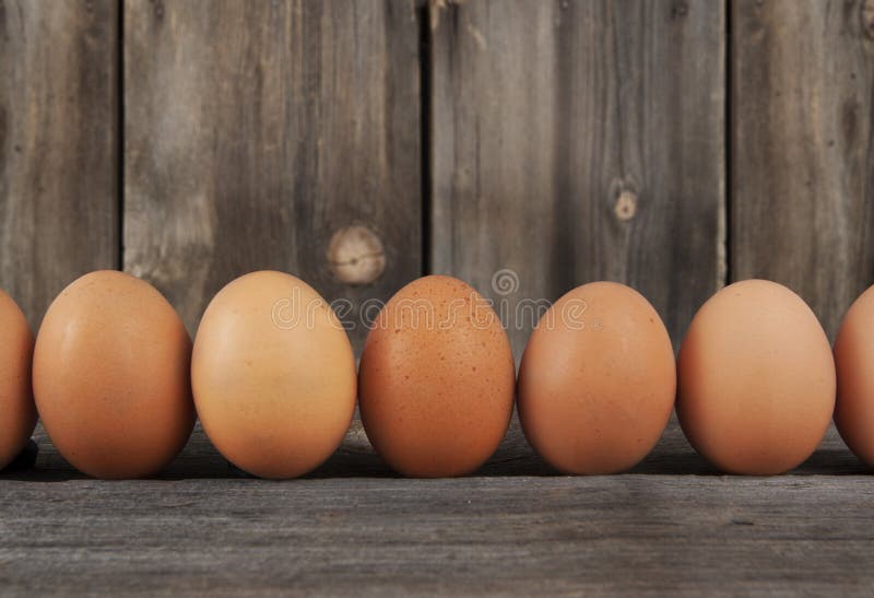 Il pollo di Brown Eggs la fila immagini stock Il pollo di Brown Eggs la fila immagini stock