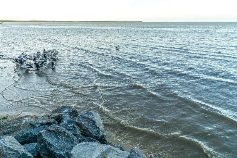 il porto di Cairns, un gregge di pelicani nuota in acqua e vuole essere nutrito fotografia stock libera da diritti il porto di Cairns, un gregge di pelicani nuota in acqua e vuole essere nutrito fotografia stock libera da diritti