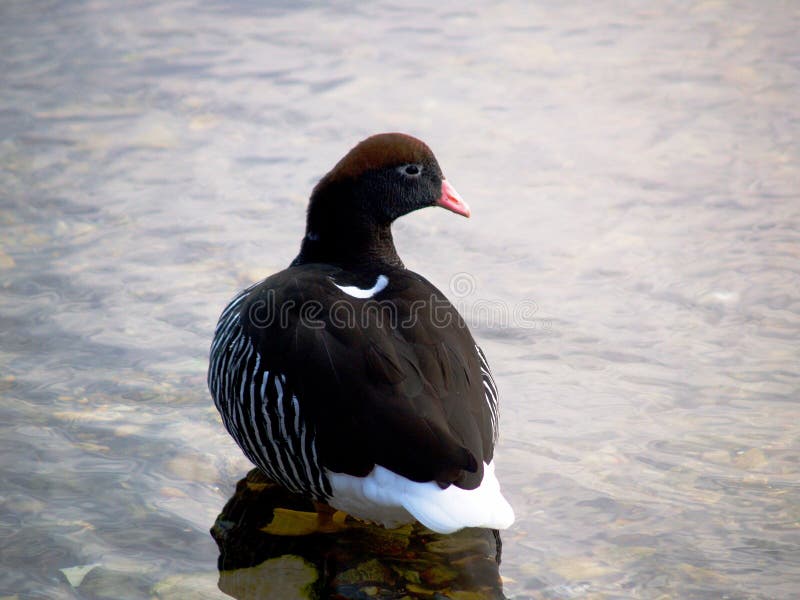 Il porto Stanley, Falkland Islands di hybrida di Chloephaga dell'oca del fuco immagini stock libere da diritti Il porto Stanley, Falkland Islands di hybrida di Chloephaga dell'oca del fuco immagini stock libere da diritti