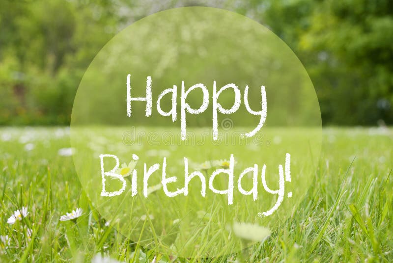 Il prato di Gras, Daisy Flowers, manda un sms al buon compleanno fotografie stock libere da diritti Il prato di Gras, Daisy Flowers, manda un sms al buon compleanno fotografie stock libere da diritti