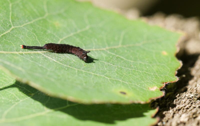 Il primo instar dei vinulais minuscoli di Caterpillar un Cerura del lepidottero del micio che si alimenta un populus tremula dell immagine stock Il primo instar dei vinulais minuscoli di Caterpillar un Cerura del lepidottero del micio che si alimenta un populus tremula dell immagine stock