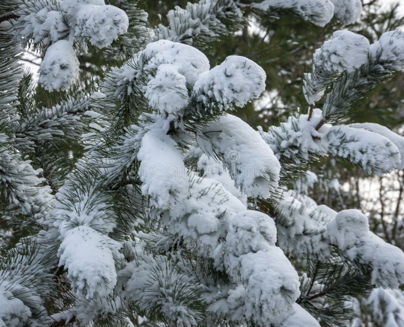 Il primo piano del parviflora giapponese Glauca del pinus del pino dei bei rami bianchi ha coperto la neve lanuginosa bianca immagine stock Il primo piano del parviflora giapponese Glauca del pinus del pino dei bei rami bianchi ha coperto la neve lanuginosa bianca immagine stock