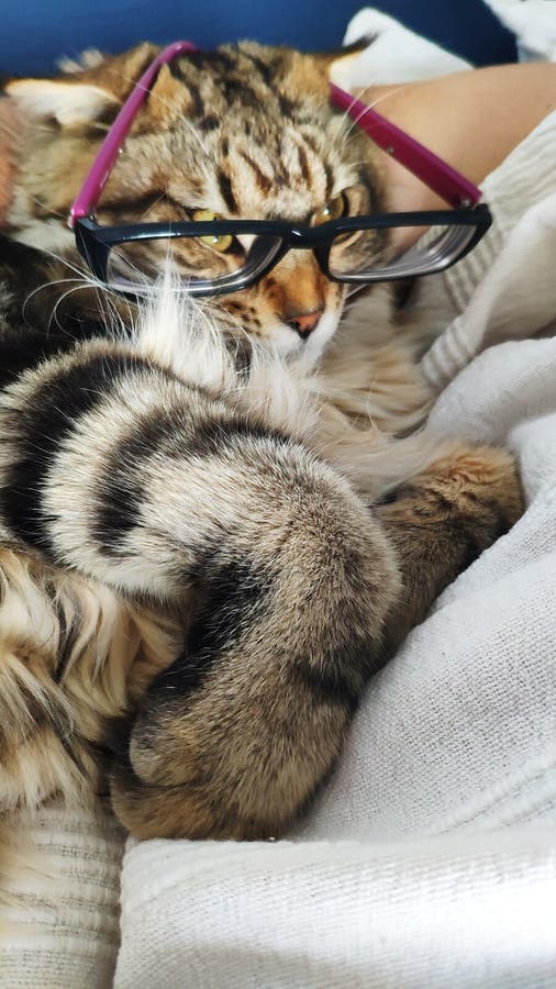 Il primo piano di Maine Coon che il gattino con i vetri ha messo sul suo naso si trova sotto il braccio di un proprietario addorm fotografia stock Il primo piano di Maine Coon che il gattino con i vetri ha messo sul suo naso si trova sotto il braccio di un proprietario addorm fotografia stock