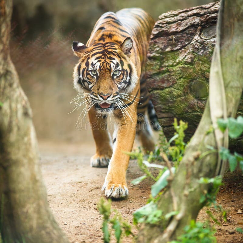 tigre fotonica tigre fotonica