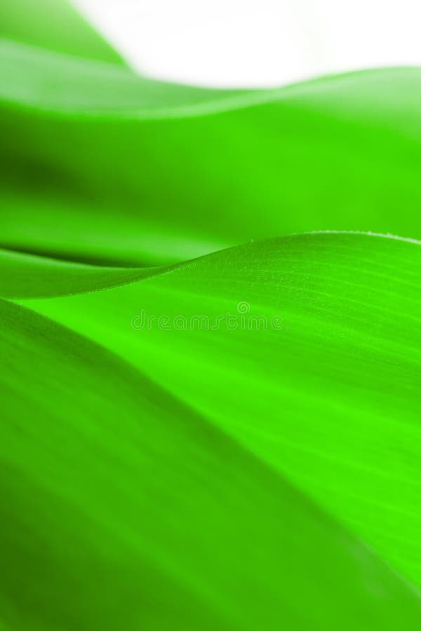Il primo piano verde della foglia, primo piano ha sparato di belle piante delle curve fotografia stock libera da diritti Il primo piano verde della foglia, primo piano ha sparato di belle piante delle curve fotografia stock libera da diritti
