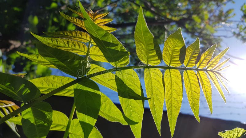 Il primo piano verde e giallo trasparente delle foglie sul sole luminoso si accende fotografia stock libera da diritti Il primo piano verde e giallo trasparente delle foglie sul sole luminoso si accende fotografia stock libera da diritti
