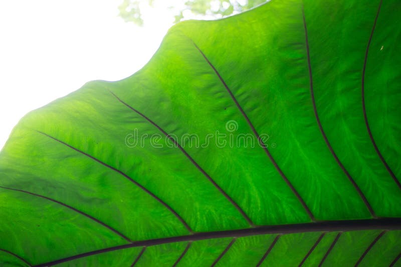 Il primo piano verde gigante della foglia nella regolazione tropicale del giardino ci ricorda di conservare e conservare la natur