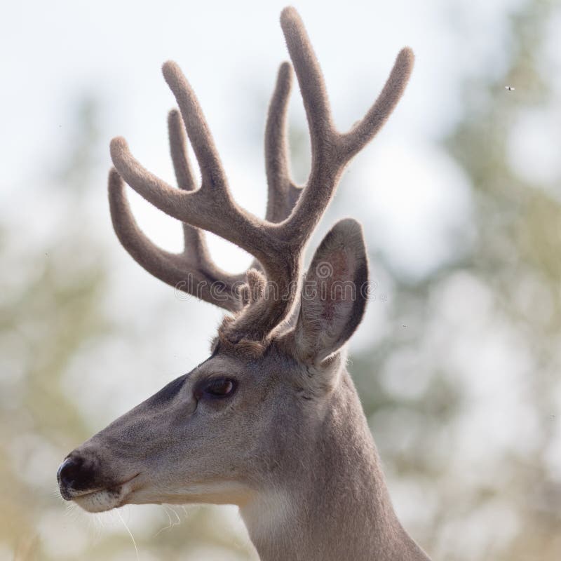 Il profilo dei cervi di mulo buck con il antler del velluto