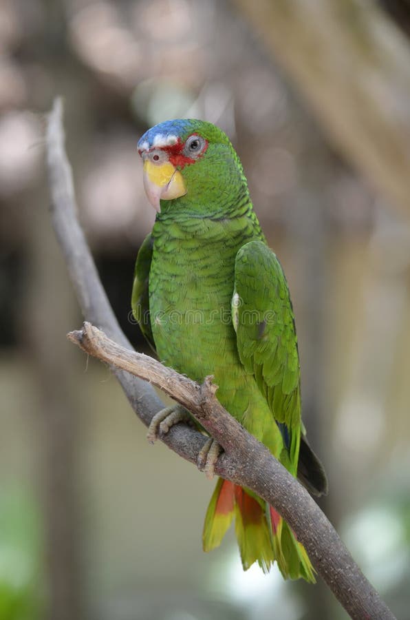 Il profilo di un bianco ha fronteggiato il pappagallo di Amazon