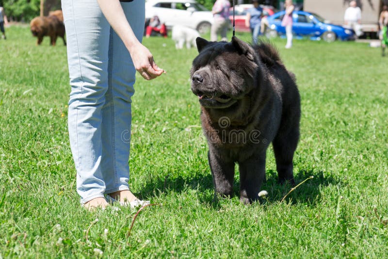 Il proprietario sta alimentando il suo cibo di cibo Il cibo sveglio sta stando su un'erba verde Animali da compagnia fotografie stock