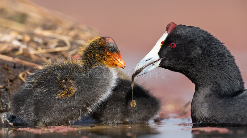 il pulcino Rosso-knobbed della folaga è alimentato il piccolo pesce tramite la madre per guadagnare la forza fotografie stock libere da diritti il pulcino Rosso-knobbed della folaga è alimentato il piccolo pesce tramite la madre per guadagnare la forza fotografie stock libere da diritti