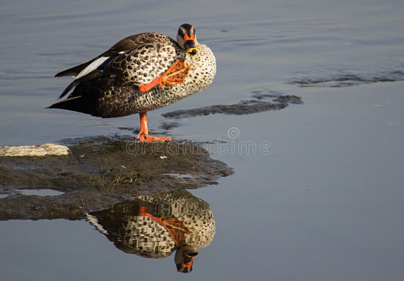 Il punto ha fatturato l'anatra in un'acqua nel lago, la bella riflessione di specchio dell'uccello del trampolo immagini stock libere da diritti Il punto ha fatturato l'anatra in un'acqua nel lago, la bella riflessione di specchio dell'uccello del trampolo immagini stock libere da diritti