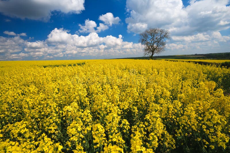 Il raccolto e cielo blu del colza oleifero immagini stock libere da diritti Il raccolto e cielo blu del colza oleifero immagini stock libere da diritti
