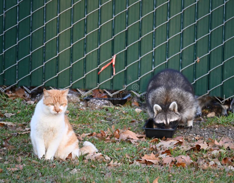 Il racoon sta mangiando cibo per gatti immagini stock