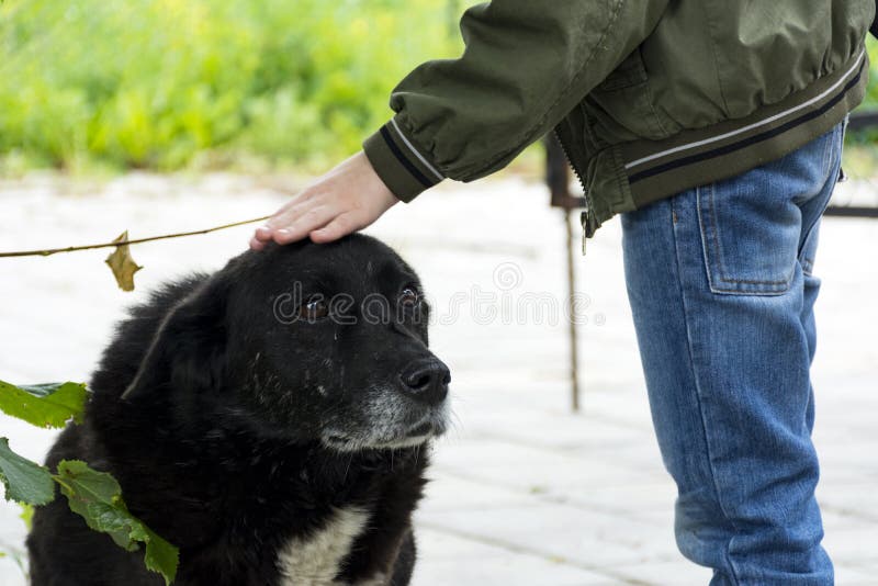 Il ragazzo sta segnando la testa di un cane randagio nero, un ibrido con il sa fotografie stock libere da diritti Il ragazzo sta segnando la testa di un cane randagio nero, un ibrido con il sa fotografie stock libere da diritti