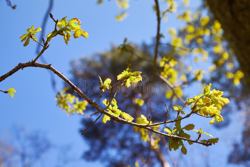 Il ramo con la giovane quercia verde lascia in primavera verso luce solare La quercia va dentro può immagini stock Il ramo con la giovane quercia verde lascia in primavera verso luce solare La quercia va dentro può immagini stock
