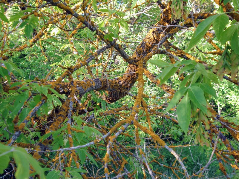 Il ramo dell'albero nella foresta è colpito dalla malattia fotografie stock Il ramo dell'albero nella foresta è colpito dalla malattia fotografie stock