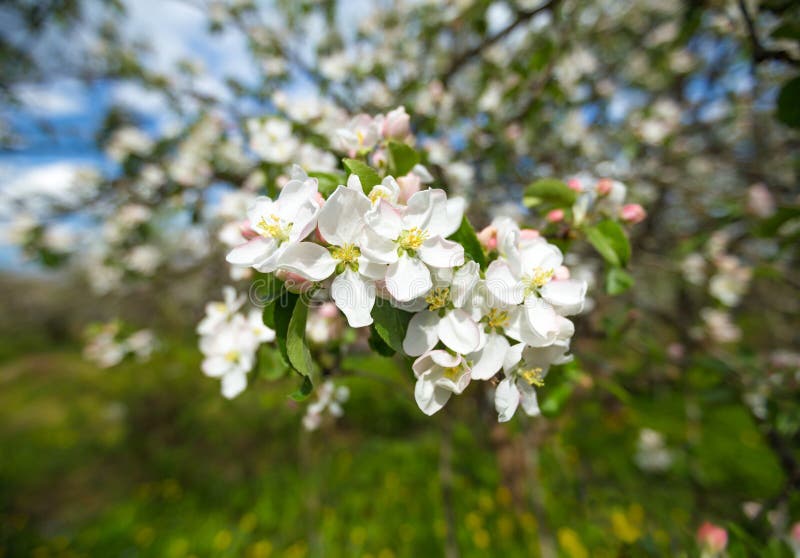 Il ramo di Apple sboccia fiori bianchi fotografie stock libere da diritti Il ramo di Apple sboccia fiori bianchi fotografie stock libere da diritti