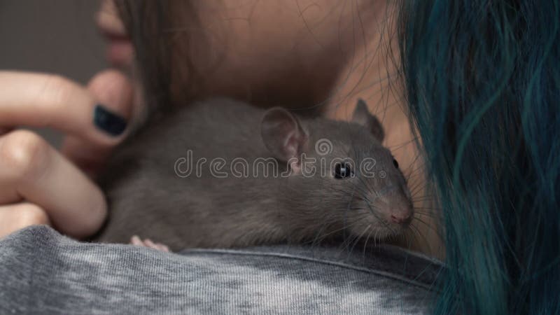 Il ratto marrone del piccolo animale domestico domestico sta sedendosi sulla spalla del ` s della ragazza Fine in su