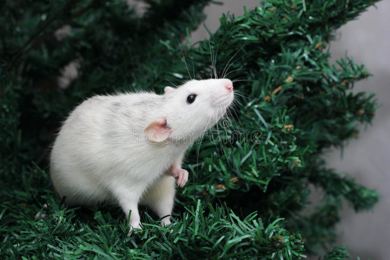 Il ratto è un simbolo del nuovo anno 2020 fotografia stock libera da diritti Il ratto è un simbolo del nuovo anno 2020 fotografia stock libera da diritti