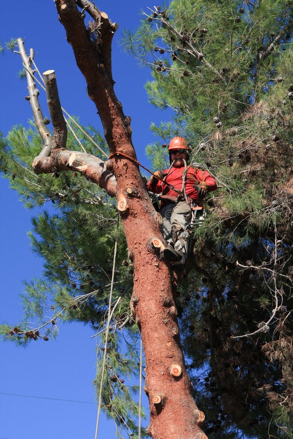 Il regolatore dell'albero ha scalato un pino