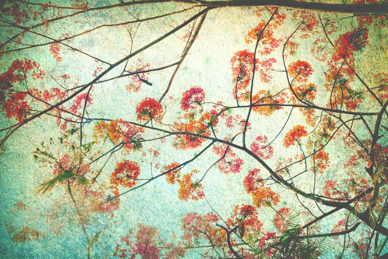 The Abstract retro background from Flam-boyant or peacock flowers filtered by grunge texture , Chinese style. The Abstract retro background from Flam-boyant or peacock flowers filtered by grunge texture , Chinese style