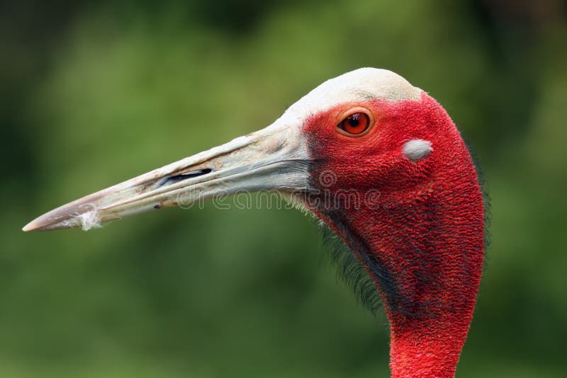The sarus crane Grus antigone, portrait.Portrait of a big crane with red head and red eye with green background. The sarus crane Grus antigone, portrait.Portrait of a big crane with red head and red eye with green background.