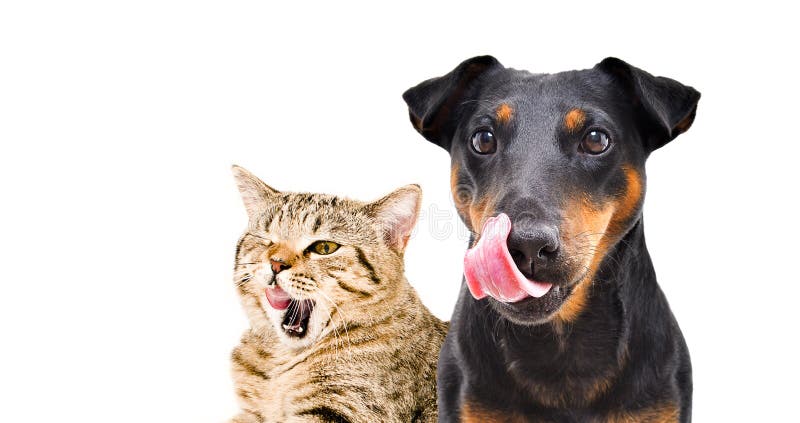 Portrait of funny dog breed Jagdterrier and cat Scottish Straight licks isolated on white background. Portrait of funny dog breed Jagdterrier and cat Scottish Straight licks isolated on white background