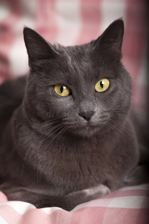 Il ritratto di un giallo russo blu femminile osserva/gatto carthusian immagini stock Il ritratto di un giallo russo blu femminile osserva/gatto carthusian immagini stock