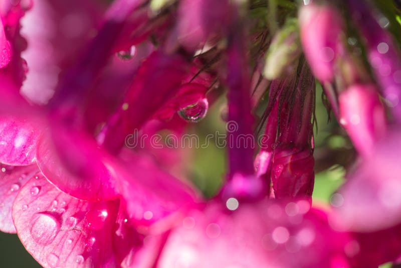 il rosa fiorisce il flox con le gocce di acqua dopo la pioggia fresca Ancora vita 1 Priorità bassa della sorgente Colpo di macro fotografia stock libera da diritti il rosa fiorisce il flox con le gocce di acqua dopo la pioggia fresca Ancora vita 1 Priorità bassa della sorgente Colpo di macro fotografia stock libera da diritti