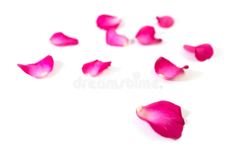 Il rosa è aumentato petali isolati su fondo bianco per il San Valentino o l'evento romantico fotografie stock libere da diritti Il rosa è aumentato petali isolati su fondo bianco per il San Valentino o l'evento romantico fotografie stock libere da diritti