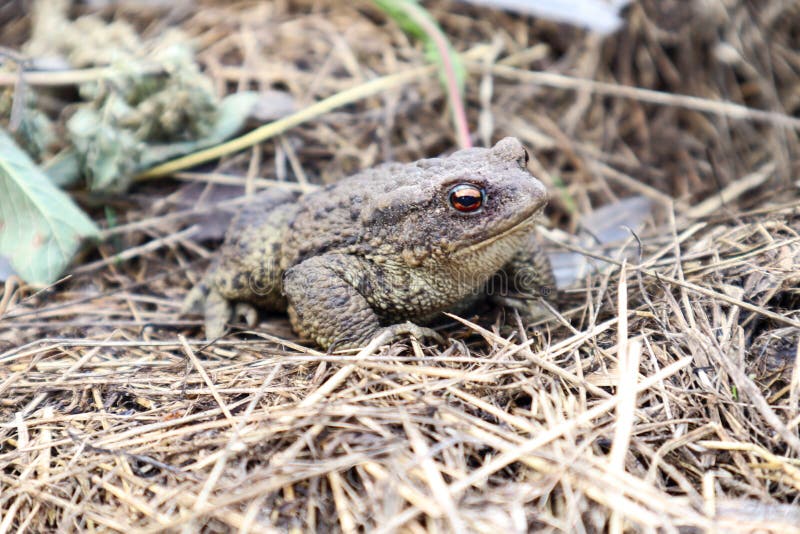 Common toad prepares to jump, sitting on the hay. Common toad prepares to jump, sitting on the hay