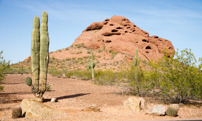 Il rosso del paesaggio del deserto dell'Arizona oscilla il paesaggio arido del cactus immagine stock Il rosso del paesaggio del deserto dell'Arizona oscilla il paesaggio arido del cactus immagine stock