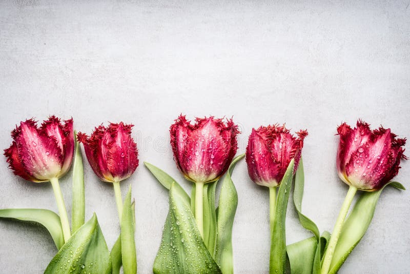 Il rosso ha guarnito i tulipani di frange, floreali rasenta il fondo grigio chiaro, vista superiore Piovuto appena sopra fotografia stock Il rosso ha guarnito i tulipani di frange, floreali rasenta il fondo grigio chiaro, vista superiore Piovuto appena sopra fotografia stock