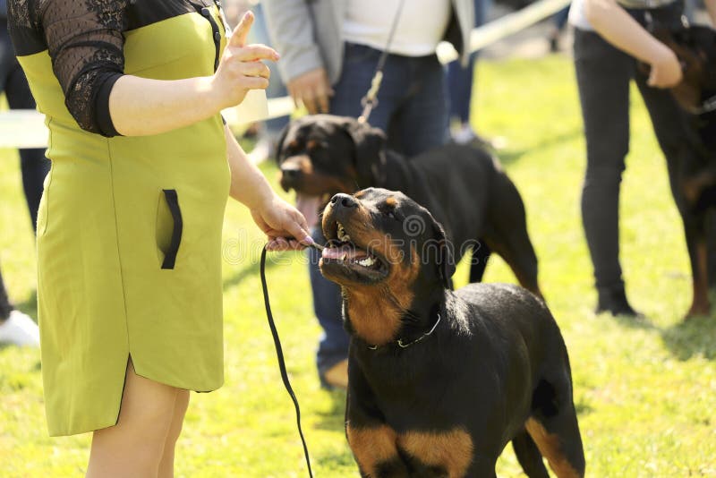 Il Rottweiler esegue i comandi nell'anello fotografie stock Il Rottweiler esegue i comandi nell'anello fotografie stock