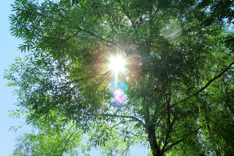 Il ` s del sole rays lo scoppio attraverso i rami verdi fotografia stock libera da diritti Il ` s del sole rays lo scoppio attraverso i rami verdi fotografia stock libera da diritti