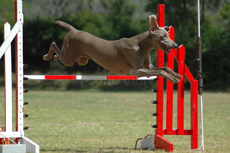 Il salto del cane immagine stock. Immagine di comportamento 1111251