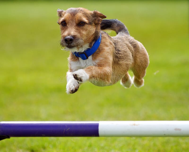 A small little active dog jumping a hurdle having private agility training for an agility sport competition. A small little active dog jumping a hurdle having private agility training for an agility sport competition