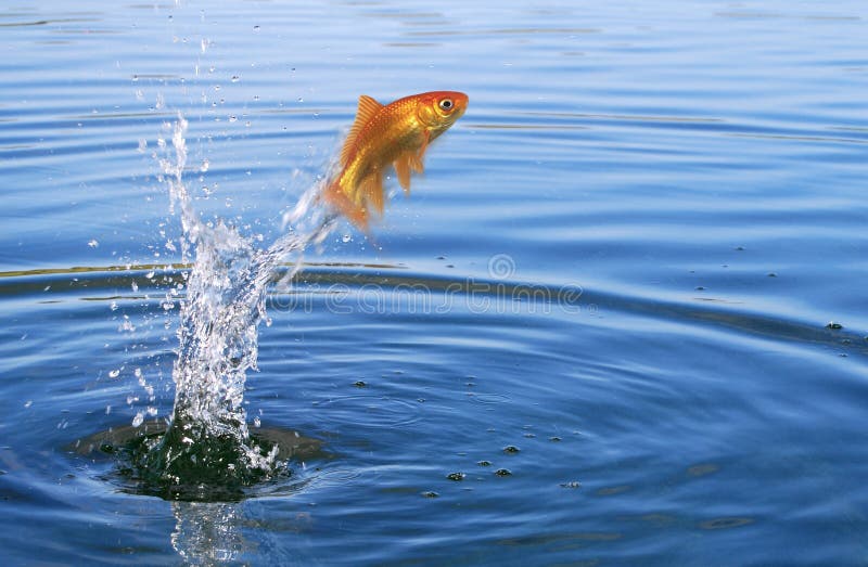 Goldfish jumping out of the water. Goldfish jumping out of the water