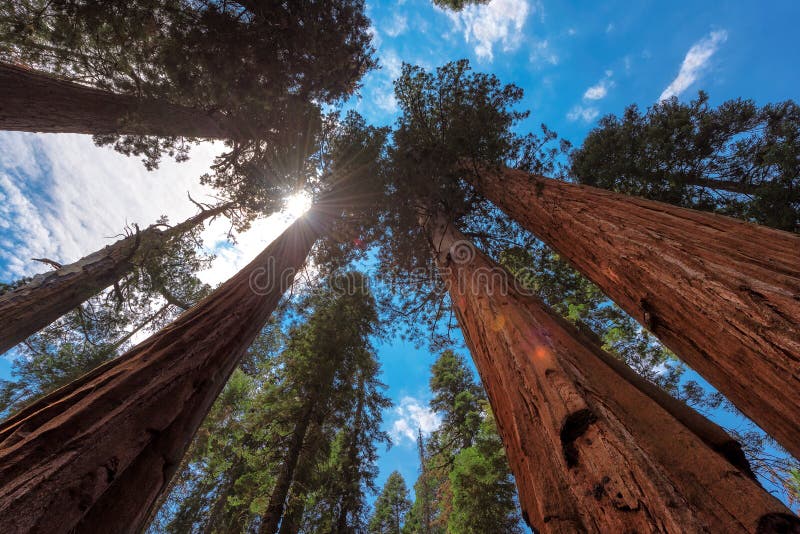 Il sole che scoppia attraverso gli alberi giganti della sequoia lungo la traccia del congresso nel parco nazionale della sequoia