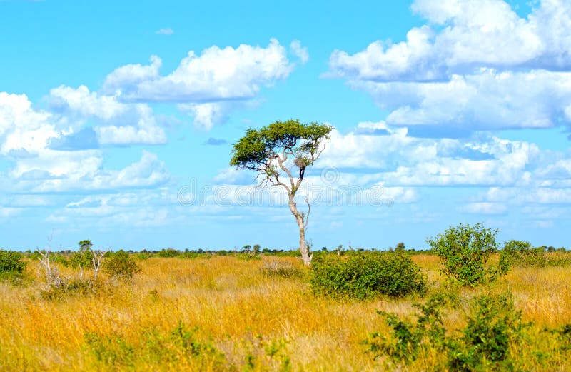 Il Sudafrica Savannah Scenic, ombrellifera con cielo blu nuvoloso fotografia stock libera da diritti Il Sudafrica Savannah Scenic, ombrellifera con cielo blu nuvoloso fotografia stock libera da diritti