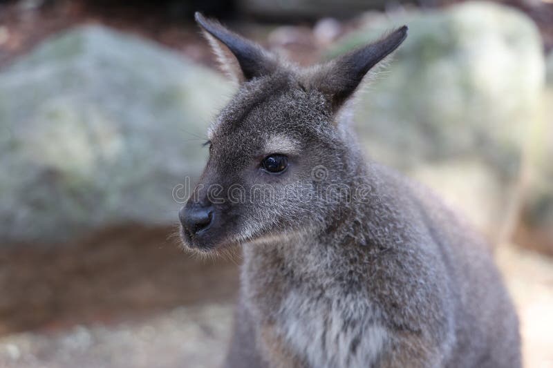 Il Tammar Wallaby è piccolo animale e carino in Australia immagine stock