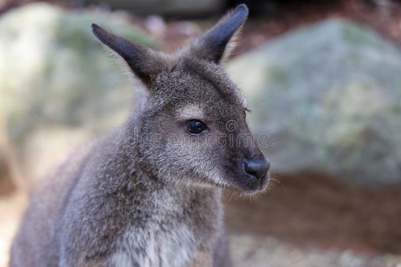Il Tammar Wallaby è piccolo animale e carino in Australia fotografie stock libere da diritti