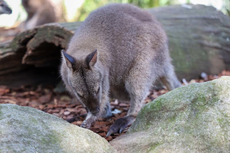 Il Tammar Wallaby è piccolo animale e carino in Australia fotografia stock