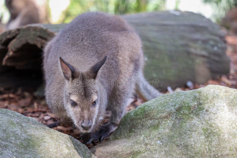Il Tammar Wallaby è piccolo animale e carino in Australia fotografia stock libera da diritti